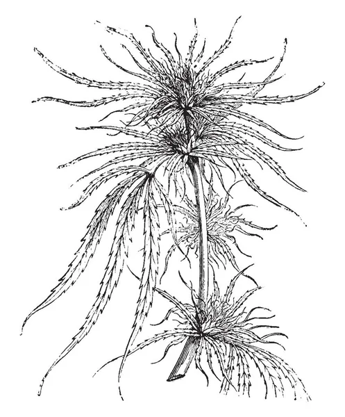 Cannabis Sativa Est Une Plante Fleurs Également Connue Sous Nom — Image vectorielle