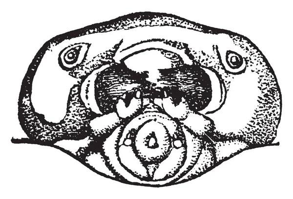 Duva Horntail Tremex Columba Vintage Linje Ritning Eller Gravyr Illustration — Stock vektor