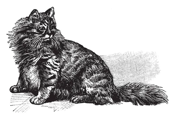 Angora Kat Een Ras Van Binnenlandse Kat Vintage Lijntekening Gravure — Stockvector