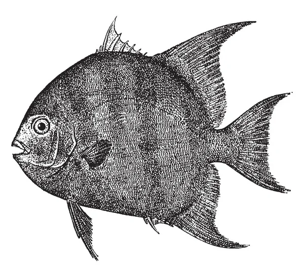 Moonfish Comumente Encontrado Oceano Pacífico Desenho Linha Vintage Gravura Ilustração — Vetor de Stock