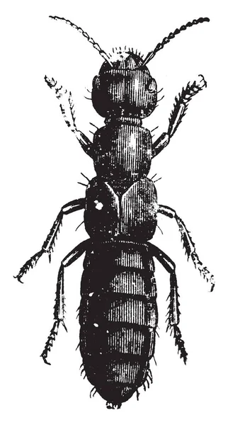 Devil Coach Horse También Conoce Como Rove Beetles Dibujo Línea — Archivo Imágenes Vectoriales