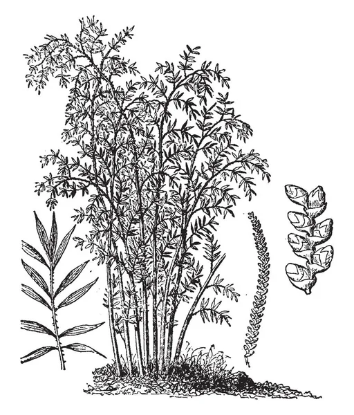 Rattans Старий Світ Сходження Palms Належачий Підродина Calamoideae Який Також — стоковий вектор