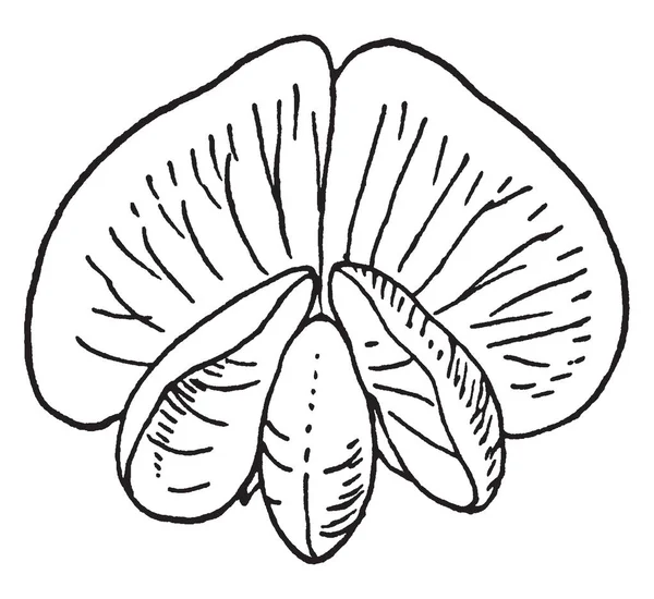 写真は 甘いエンドウ豆の花植物の構造を示しています ピンクの影で白い花弁を持つ草花です 大きな種子が管理しやすい ほとんどの品種は発芽容易に ヴィンテージの線描画や彫刻イラスト — ストックベクタ