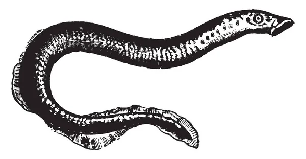 Sea Lamprey Una Lamprea Parásita Nativa Del Hemisferio Norte Dibujo — Archivo Imágenes Vectoriales