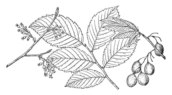 这张图片显示的是岩石榆树的树枝 叶子和芽也被称为榆 Thomasii 发现在美国 复古线条画或雕刻插图 — 图库矢量图片