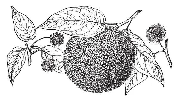 この画像ではまたとして知られている Toxylon Pomiferum ツリー ビンテージの線描画や彫刻イラストです — ストックベクタ