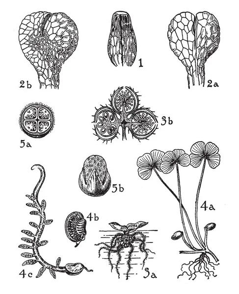 그림은 Schizaeaceae Osmundaceae Salviniaceae Marrsileaceae 식물을 보여줍니다 그들의 빈티지 — 스톡 벡터