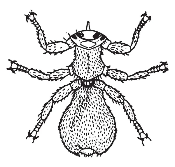 Pou Des Moutons Est Insecte Diptère Commun Dessin Ligne Vintage — Image vectorielle