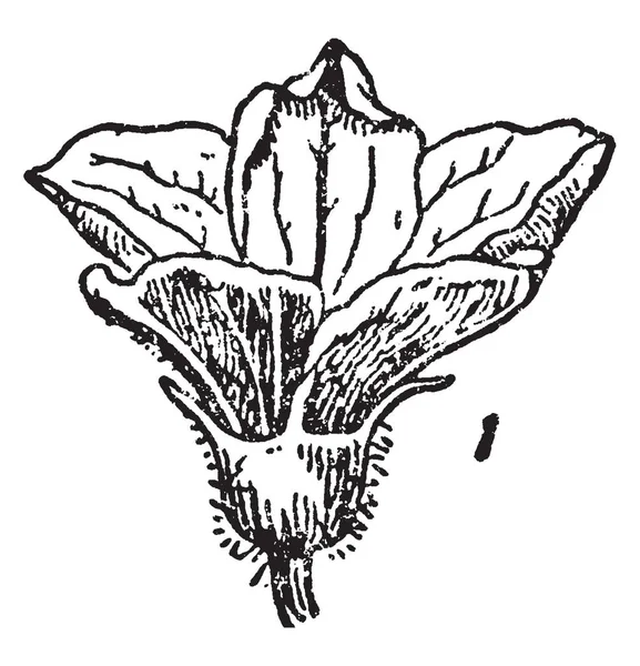 Image Fleur Mâle Concombre Fleur Mâle Est Également Jaune Vif — Image vectorielle