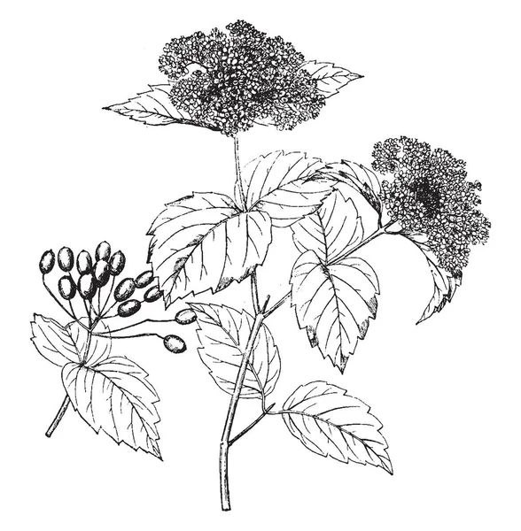 Viburnum Pubescens Virág Gyümölcspiac Növény Levelek Ellentétes Egyszerű Egész Fogazott — Stock Vector