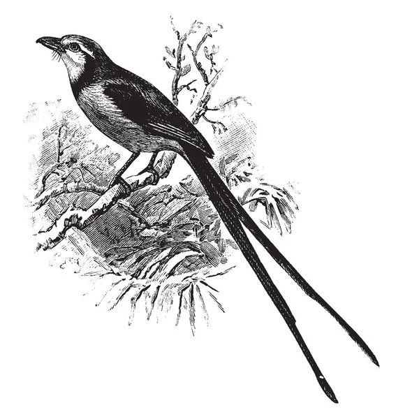 Streamer Tailed Tyrant Uccello Della Famiglia Tyrannidae Acchiappamosche Tiranno Illustrazione — Vettoriale Stock