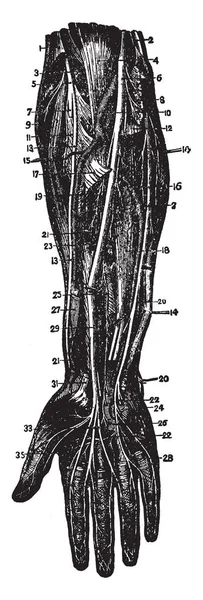 前臂和手的前部深度解剖显示肌肉神经血和血管 复古线条画或雕刻插图 — 图库矢量图片