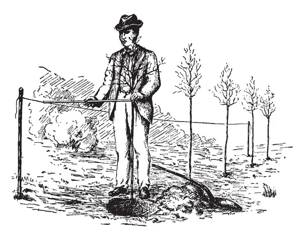 Hombre Plantando Árboles Colocando Árboles Línea Trazado Líneas Vintage Ilustración — Archivo Imágenes Vectoriales