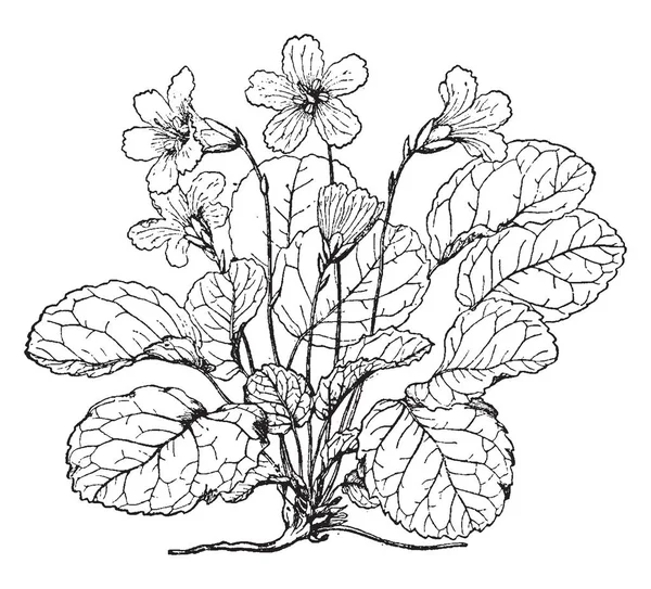 Shortia Galacifolia Acony Çan Adlandırılır Nadir Bir Kuzey Amerikalı Bitki — Stok Vektör