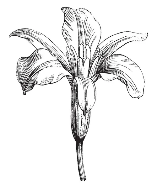 Barbacenia Purpurea Trompet Çiçek Şeklinde Onlar Olmak Beş Petal Çiçek — Stok Vektör