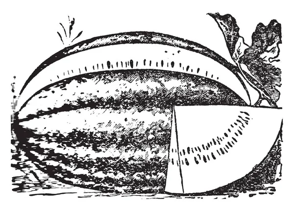 Detta Bilden Vattenmelon Vattenmelon Typ Frukt Den Har Vuxit Marken — Stock vektor