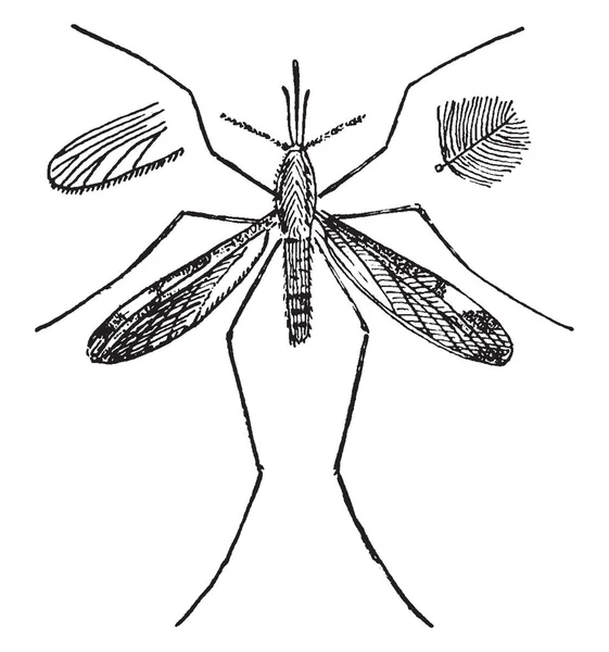 按蚊是首先描述的蚊子属 复古线条绘制或雕刻插图 — 图库矢量图片