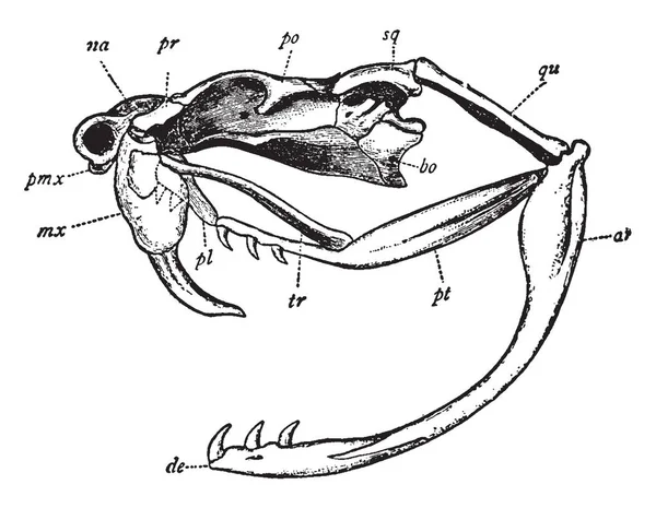 Çıngıraklı Yılan Kafatası Alt Çene Dentary Bölümü Vintage Çizgi Çizme — Stok Vektör