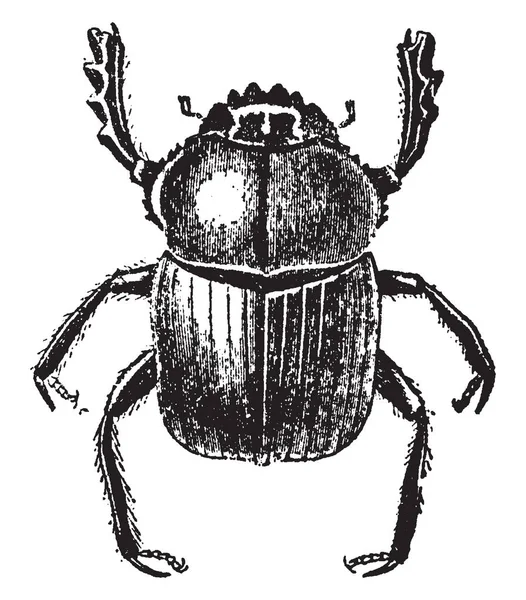 粪甲虫是一个黑色的昆虫与灿烂的金属蓝色或紫色反射在下面的边 复古线条画或雕刻插图 — 图库矢量图片
