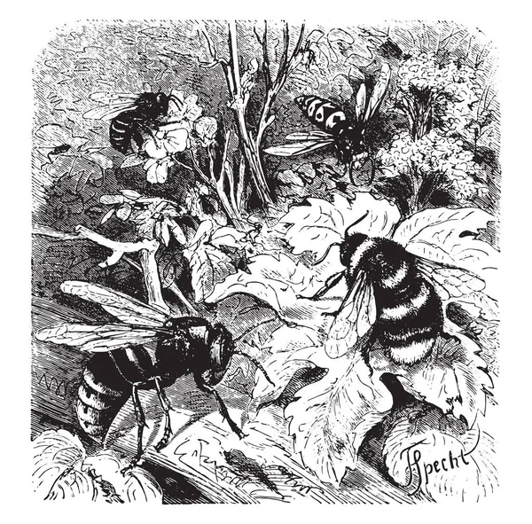 Пчела Веспа Краб Оса Дрон Винтажная Зависть Vie Dans Nature — стоковый вектор