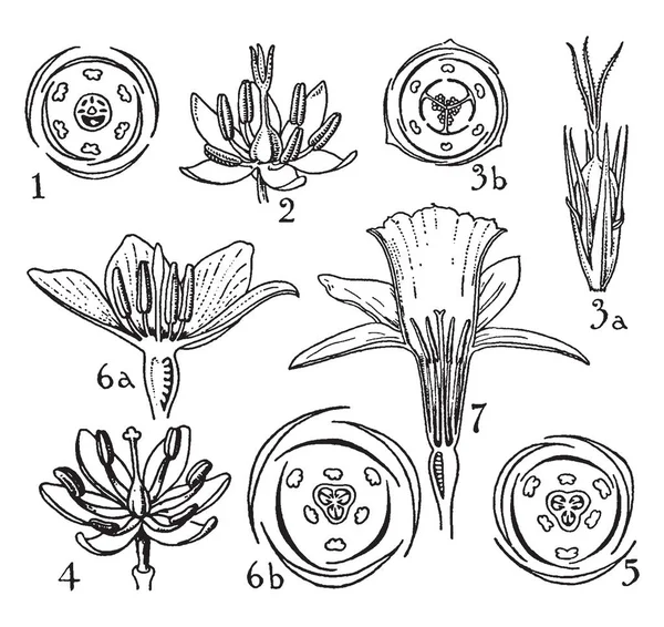 Picture Showing Parts Pontederiaceae Juncaceae Liliaceae Amaryllidaceae Orders Include Flowers — Stock Vector