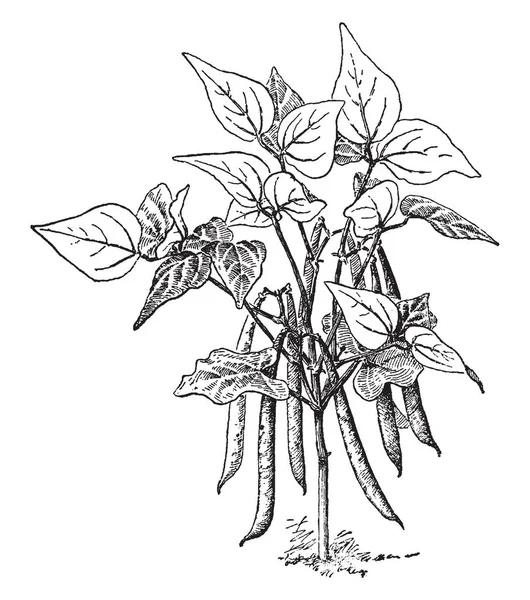 Dies Ist Eine Pflanze Der Nierenbohne Während Stangen Oder Laufsorten — Stockvektor