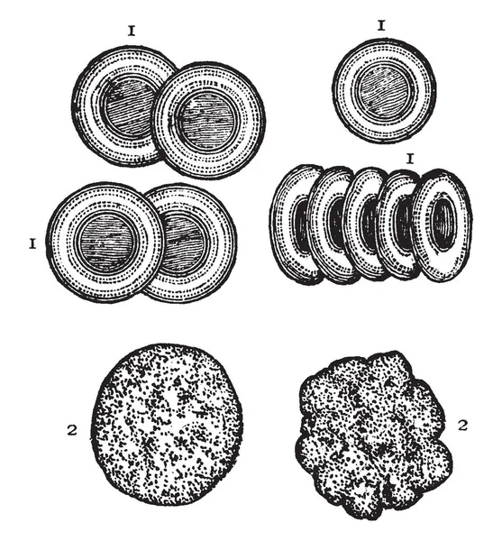 Corpuscle Een Gratis Zwevende Biologische Kleincellige Vintage Lijntekening Gravure Illustratie — Stockvector