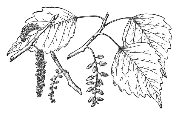 这是墨西哥杨树的分支 它是一个开花植物 被称为杨墨西哥 复古线条画或雕刻插图 — 图库矢量图片