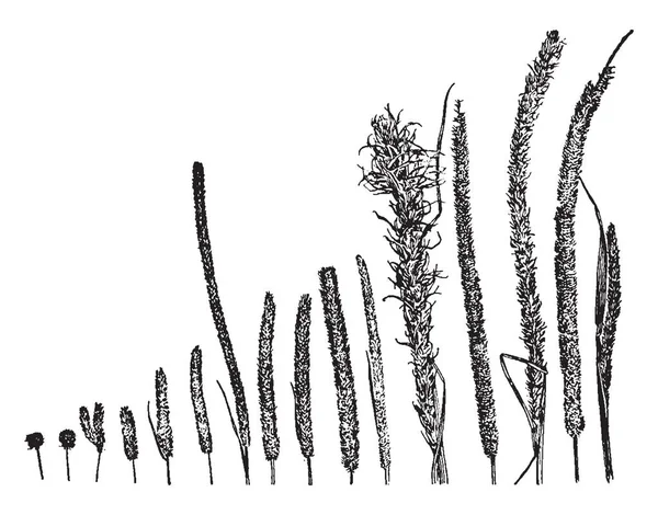 Cabeza Flor Pulgadas Largo Pulgadas Ancho Con Splikelets Densamente Embalados — Archivo Imágenes Vectoriales