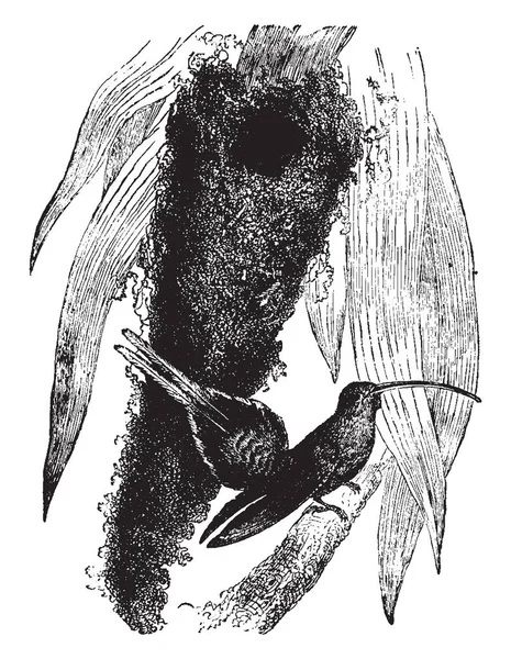 Supercolious Колибри Является Родным Бразилии Винтажные Линии Рисунок Гравировка Иллюстрации — стоковый вектор