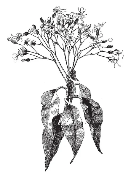 Het Een Grote Struik Bladeren Zijn Ovaal Geurige Bloemen Worden — Stockvector