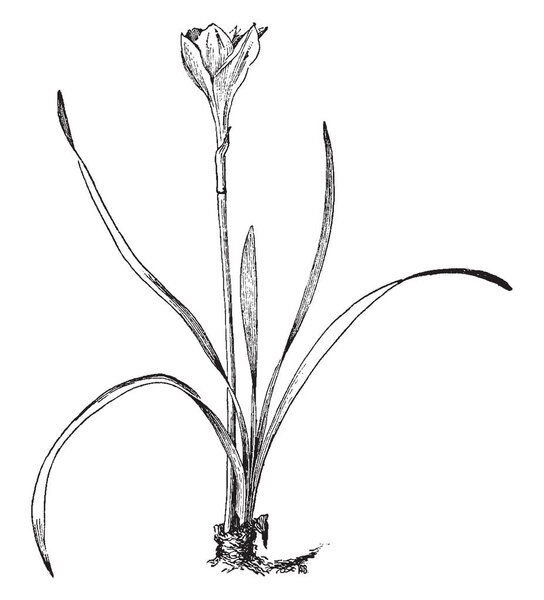 A picture of Zephyranthes candida, with common names that incorporate pre-winter Zephyrlily, white windflower and Peruvian bog lily is types of rain lily local to South America, vintage line drawing or engraving illustration.