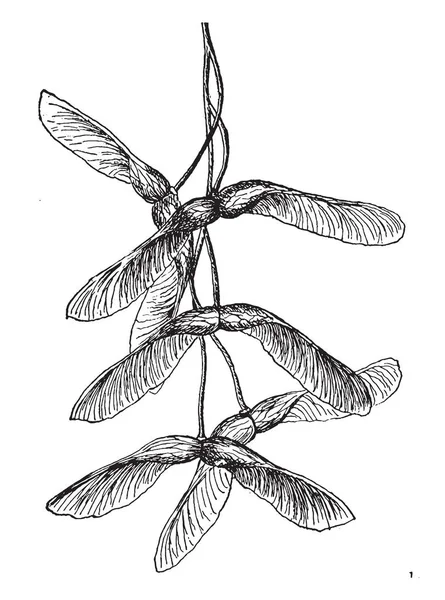 Pennsylvanicum 빈티지 그리기 라고도 줄무늬 단풍나무의 씨앗을 보여주는 — 스톡 벡터