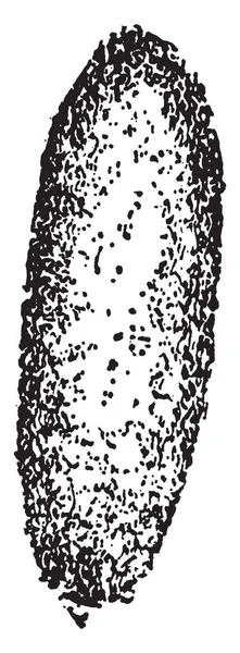 Гусеница Обычно Питается Небольшими Винтажными Рисунками Гравировкой — стоковый вектор