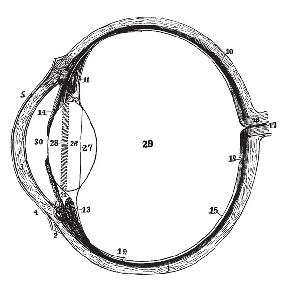 Questa Illustrazione Rappresenta Bulbo Oculare Sinistro Nella Sezione Orizzontale Disegno — Vettoriale Stock