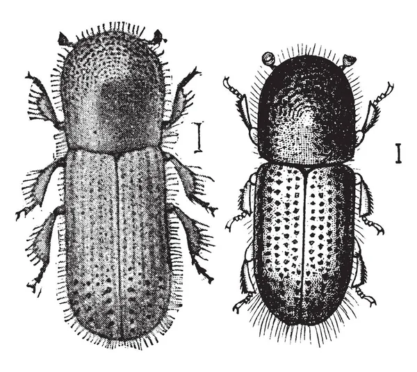 Xyleborus Xylographus Uma Espécie Insetos Coleópteros Polífagos Pertencente Família Formicidae — Vetor de Stock