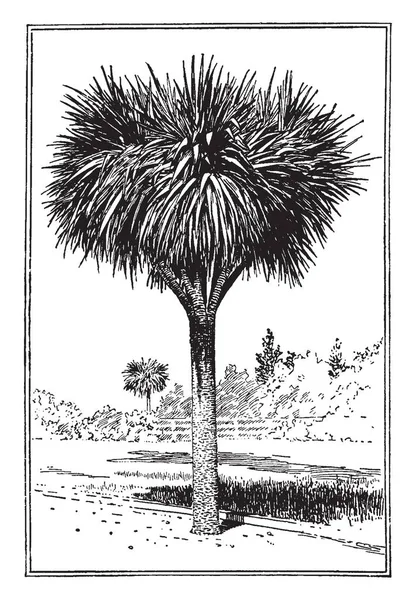 Denna Bild Visar Dracenan Palm Som Det Gemensamma Namnet Cordyline — Stock vektor