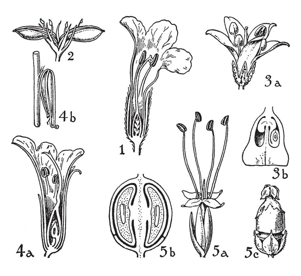 Dit Beeld Toont Een Binnenste Deel Van Bloem Dit Beeld — Stockvector