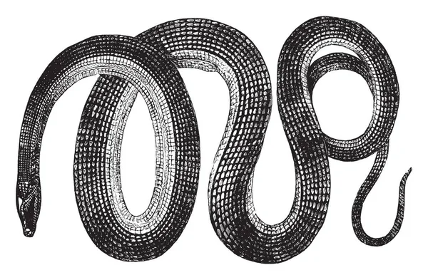 Стеклянные Змеи Род Рептилий Напоминающий Змей Рисунок Винтажных Линий Гравировку — стоковый вектор