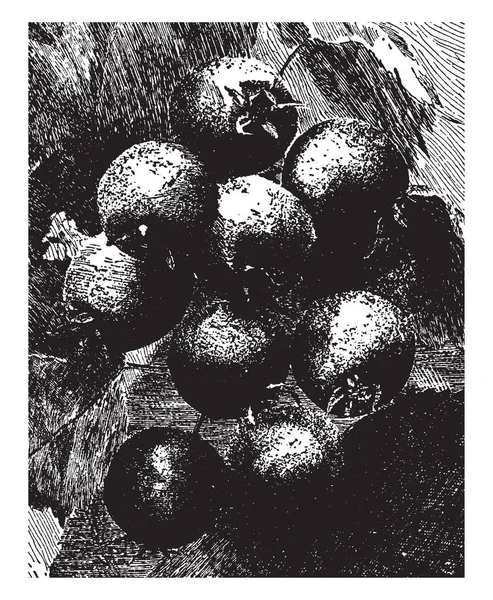 Помідори Схожі Маленькі Яблука Двома Плямами Дні Вони Приблизно Такі — стоковий вектор