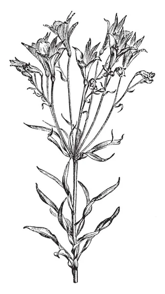 图片显示 Alstromeria Pelegrina 植物的花朵 花茎高有散叶 花是粉红色的 白色条纹黄条 斑点和排列在五到六在茎 复古线条画或雕刻插图 — 图库矢量图片