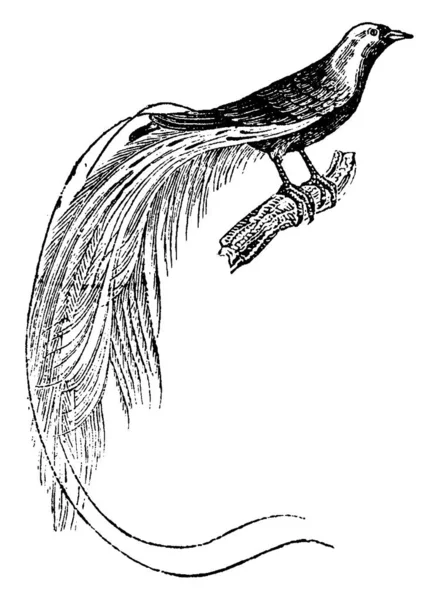 天堂之鸟 古老的雕刻插图 动物的自然历史 1880 — 图库矢量图片