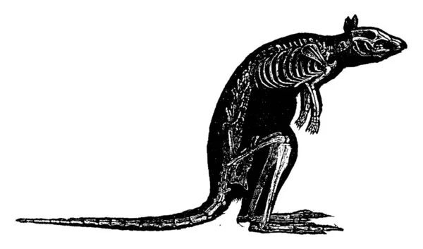 Scheletro Canguro Illustrazione Incisa Epoca Storia Naturale Degli Animali 1880 — Vettoriale Stock