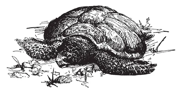 Eine Schildkröte Vintage Zeichnung Oder Gravur Illustration — Stockvektor