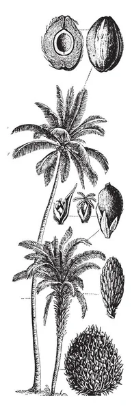 熱帯の木 ココナッツ 非常に便利です その種は有用な油を得るためには 牛乳します それはハード シェルです 成熟した花と化すココナッツ ビンテージの線描画や彫刻の図 — ストックベクタ