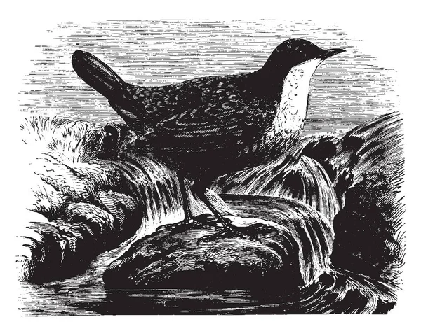 European Dipper Ave Paseriforme Acuática Que Encuentra Europa Oriente Medio — Archivo Imágenes Vectoriales