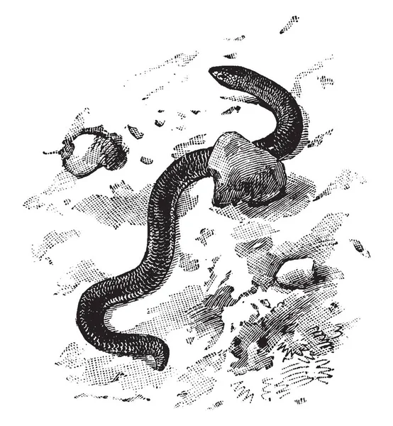 Dart ヘビはトカゲ属 Acontias のヴィンテージの線描画や彫刻イラストのような蛇の本名です — ストックベクタ
