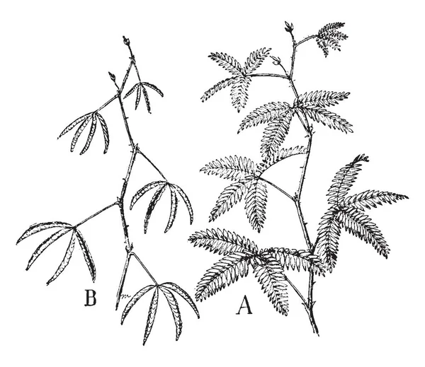 미모사는 사진은 보여줍니다 나타내는 햇빛에 A에서에서 미모사 민감한 어두운 빈티지 — 스톡 벡터