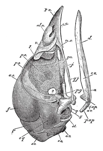 Questo Diagramma Rappresenta Profilo Del Cranio Del Pulcino Maturo Disegno — Vettoriale Stock