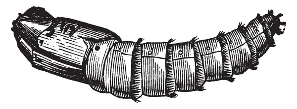 Лошадиная Муха Pupa Семействе Tabanidae Порядке Насекомых Diptera Рисунок Винтажной — стоковый вектор